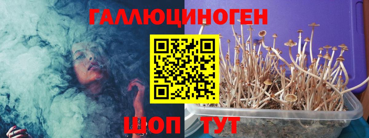 Грозный  Псилоцибиновые грибы Psilocybe  Вход с VPN 